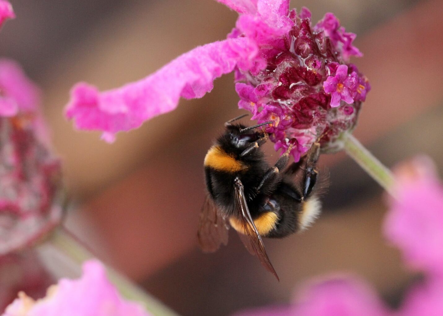 Insektengiftallergie