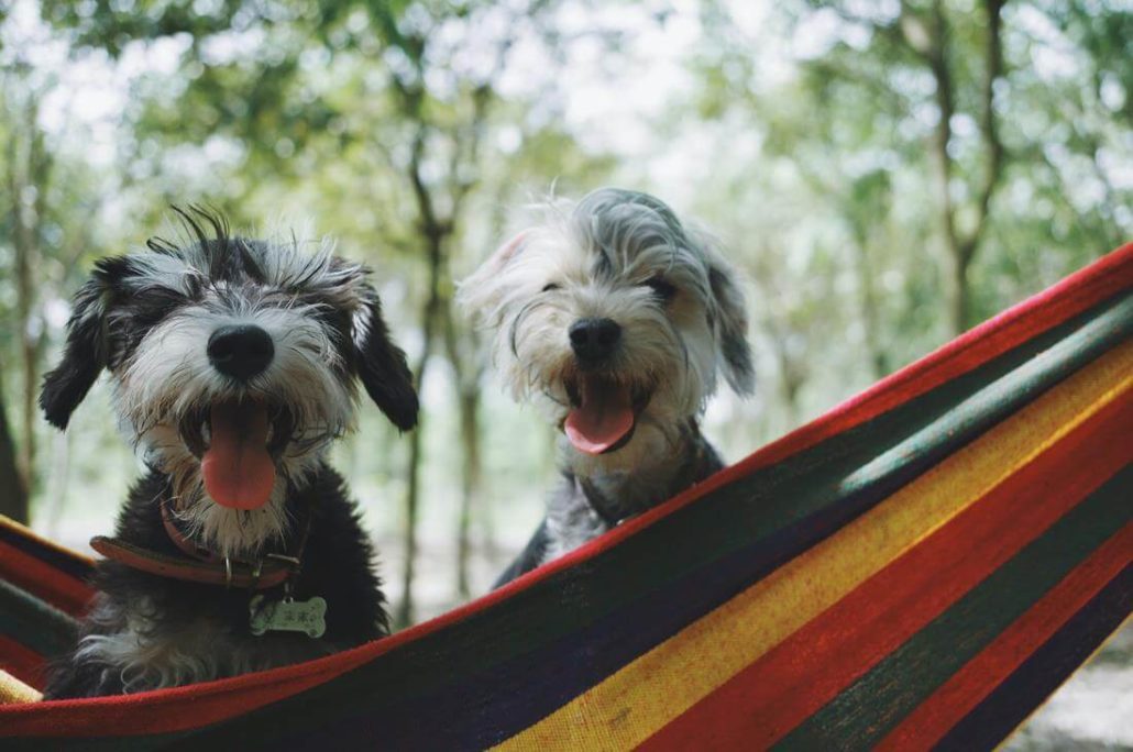 Gesunde Hunde
