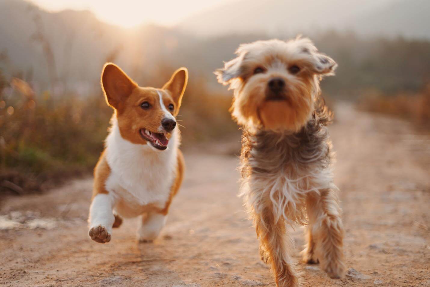 Nahrungsergänzungsmittel für Hunde