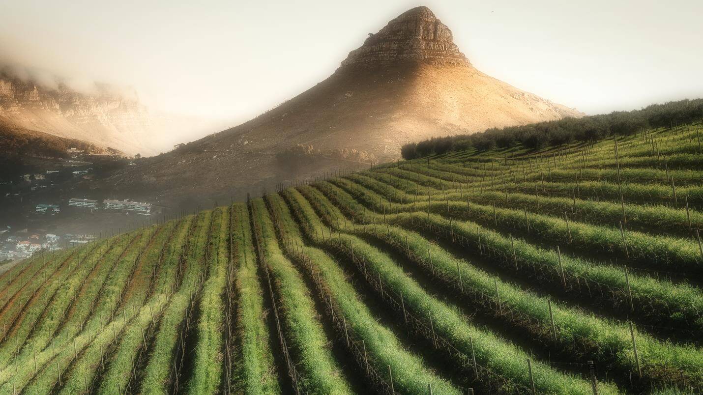 Weine aus Südafrika