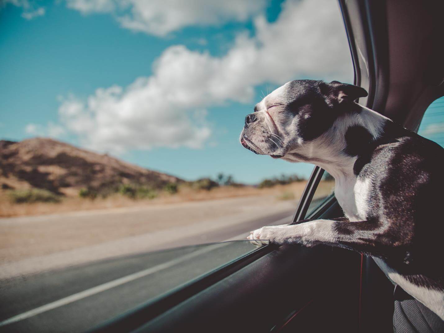 Transport von Hunden im Auto